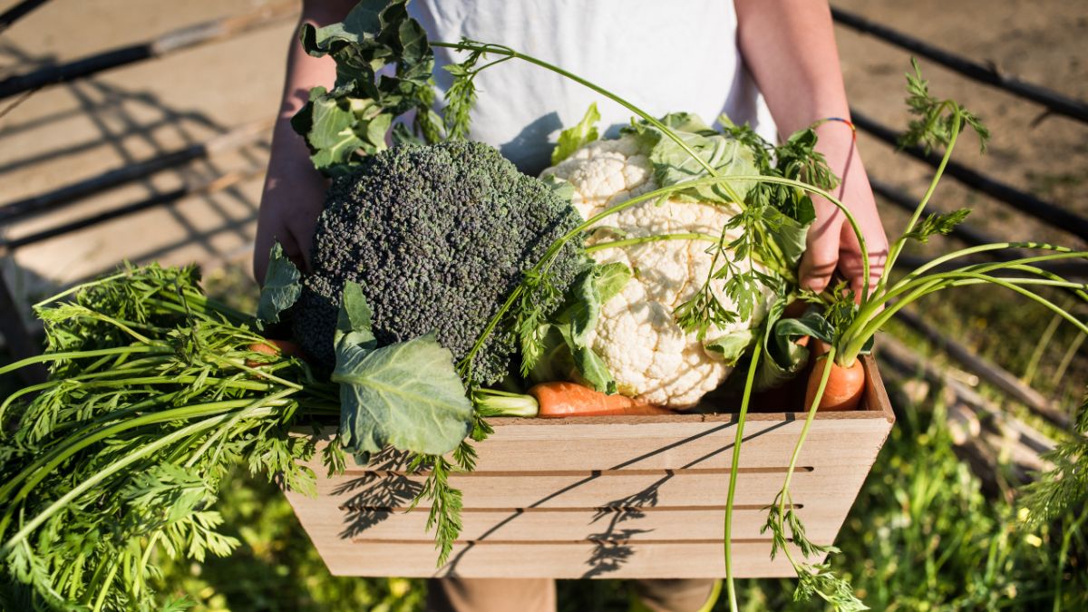 How to Grow High-Quality Vegetables With Low-Cost Technology