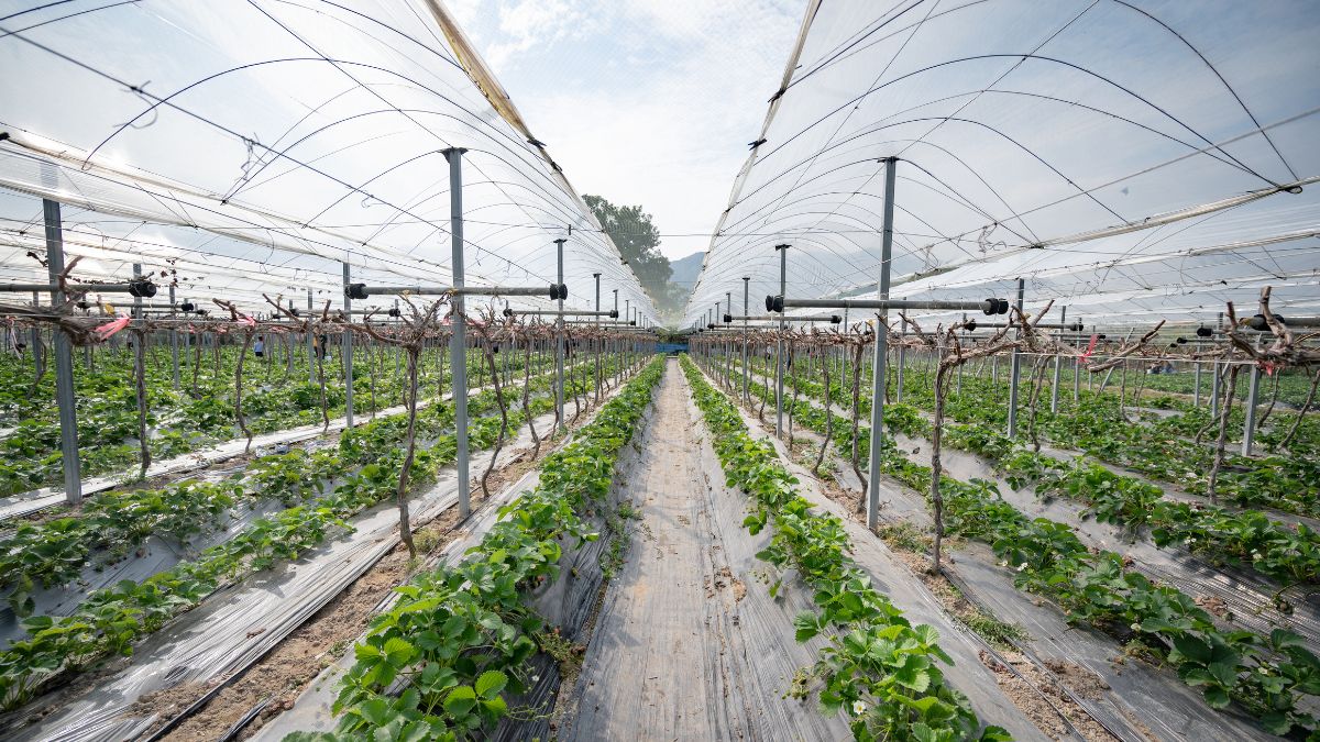 Top 7 Mistakes to Avoid in Commercial Vegetable Farming