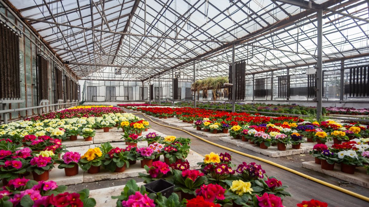 Floriculture Trends in 2025: Flowers That Are Making Farmers Rich