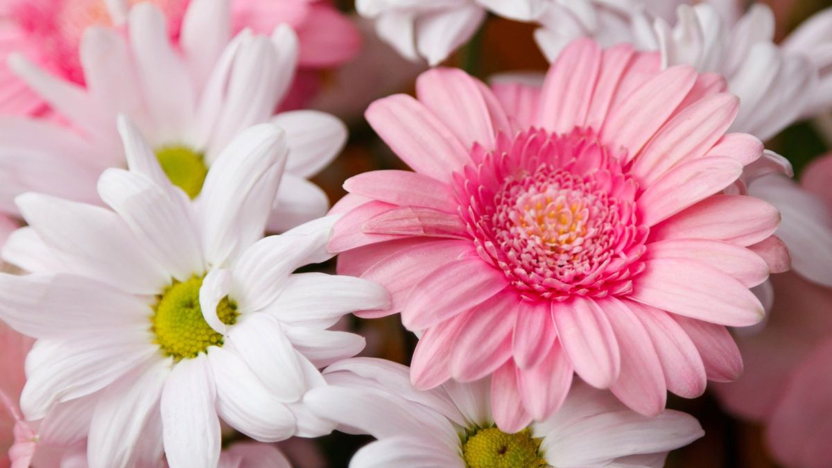 Top 5 Flower Crops for High Income in Small Spaces