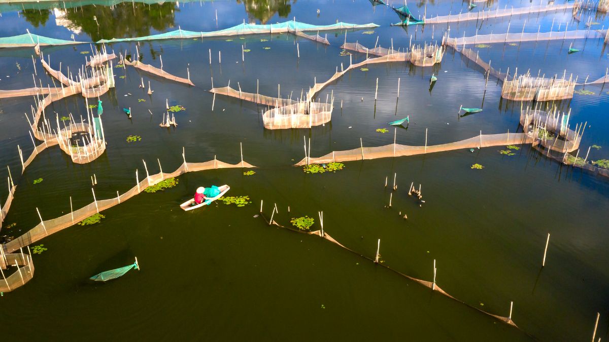 Fisheries Farming 101: How to Start and Succeed in Aquaculture