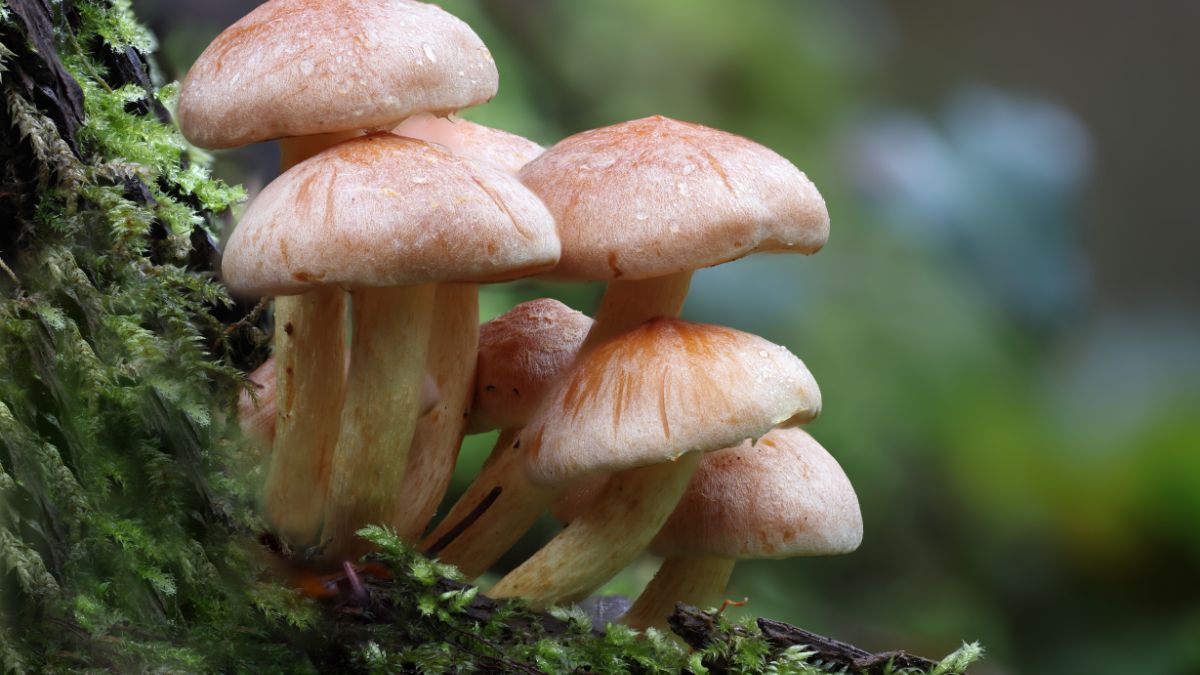 How Mushroom Growers Are Earning Big in Urban Spaces?