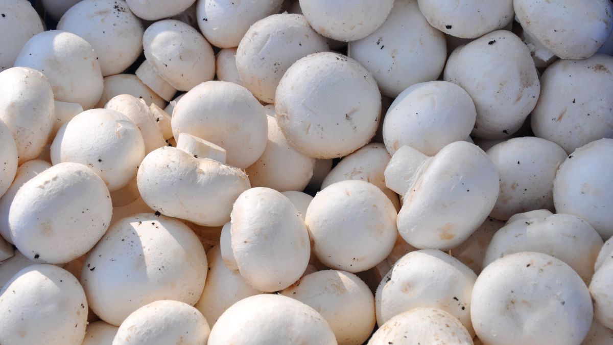 Why Mushroom Cultivation Is the Easiest Way to Start Agri-Business?