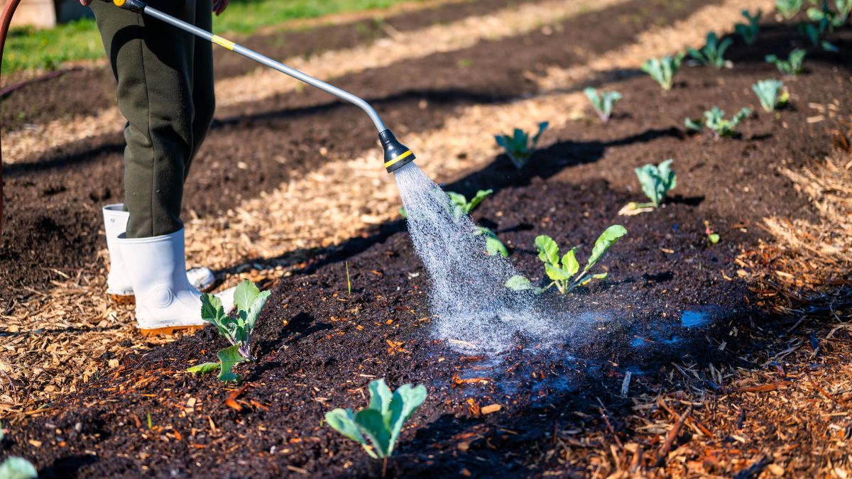 Top Plant Diseases and How to Protect Your Crops