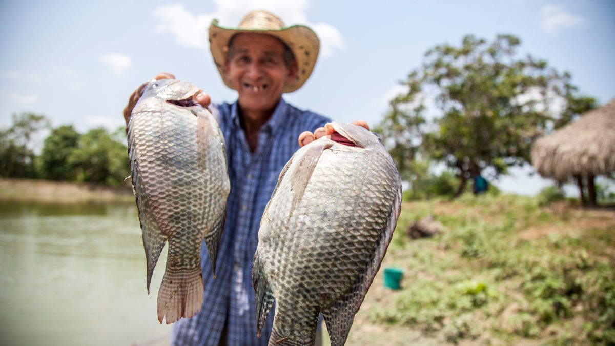 How to Keep Your Fish Healthy: Tips from Experts