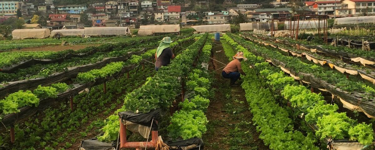 The Future of Farming: 5 Innovations Changing Agriculture Forever