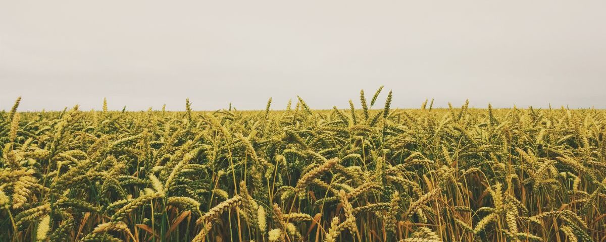 Secrets Farmers Don’t Tell: How to Boost Your Crop Yields Naturally