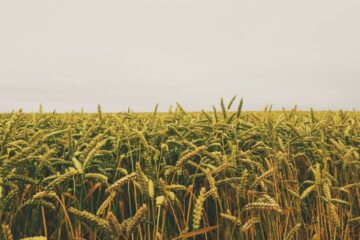 Secrets Farmers Don’t Tell: How to Boost Your Crop Yields Naturally